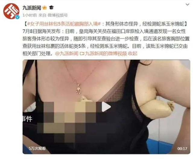 女子用絲襪包5條活蛇藏胸部入境 該批玉米錦蛇已交由相關部門處理