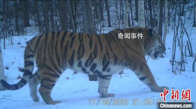 東北虎“完達(dá)山一號(hào)”再次出現(xiàn)了 悠然地從鏡頭前走過