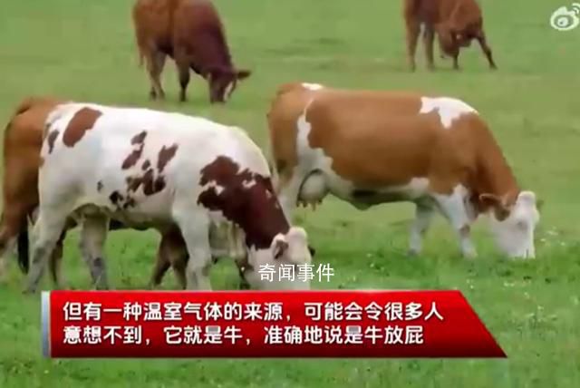 一頭牛放的屁可供汽車開一天 7月12日是全國低碳日