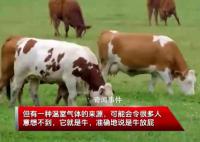 一頭牛放的屁可供汽車開一天 7月12日是全國低碳日