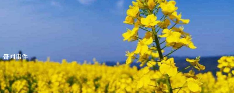 油菜花什么季節(jié)開花 油菜花在什么時(shí)候開花