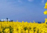 油菜花什么季節開花 油菜花在什么時候開花
