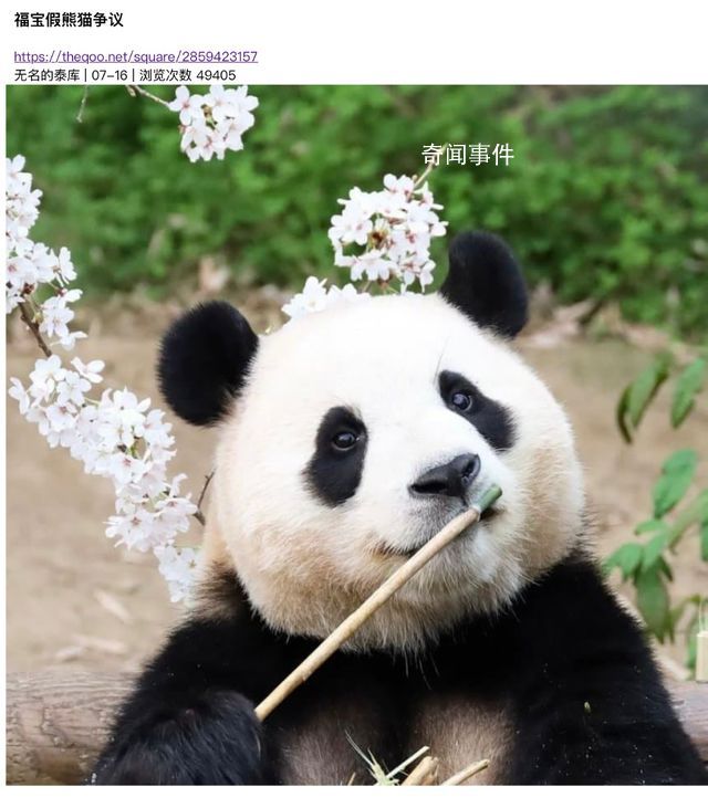 大熊貓福寶“熊設崩塌”