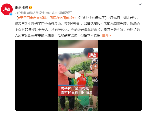 男子百余畝香瓜遭村民晝夜組團偷走 有的還開著車過來拉