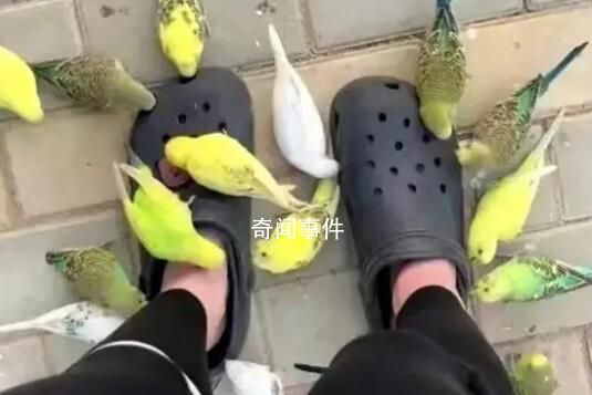 喂小鳥(niǎo)千萬(wàn)不要穿洞洞鞋 這究竟是怎么回事