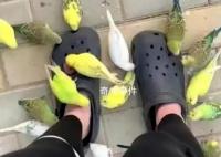 喂小鳥千萬不要穿洞洞鞋 這究竟是怎么回事