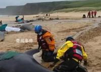 超50頭鯨魚在蘇格蘭海灘擱淺 只有15頭還活著