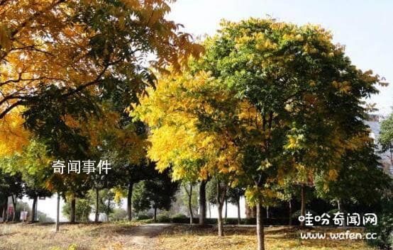 中國(guó)神話中的十大神樹(shù) 十大神樹(shù)木名稱(chēng)及圖片大全