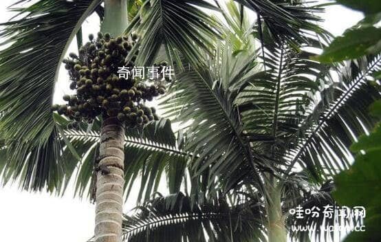 中國神話中的十大神樹 十大神樹木名稱及圖片大全
