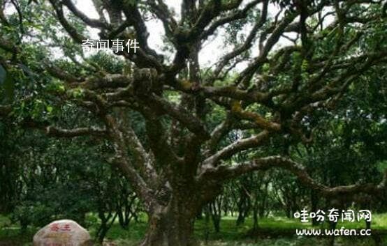中國神話中的十大神樹 十大神樹木名稱及圖片大全