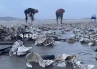 臺風天深圳一海灘出現大量海鮮 深圳臺風最新情況