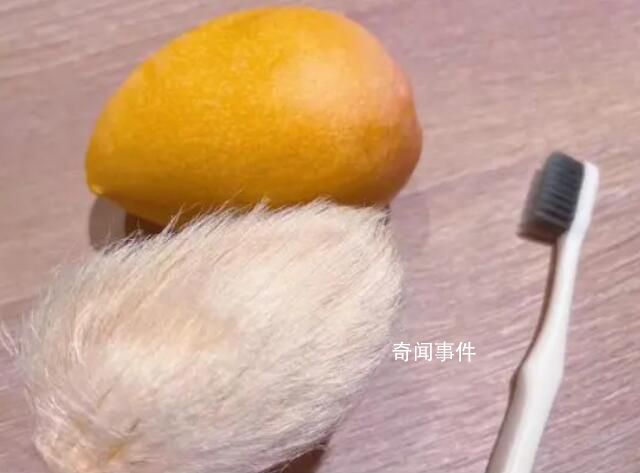 年輕人給芒果核梳毛被指不務正業 芒果核怎么弄成毛茸茸的