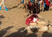 敦煌景區否認供游客騎乘的駱駝死亡 目前景區對駱駝已施行輪班制馱運游客