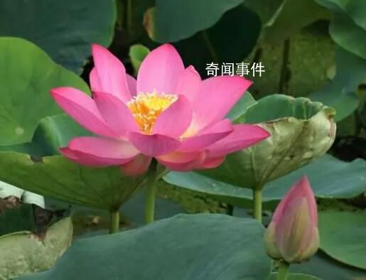 圓明園幸存的古蓮開花了 為什么還能保持生命活力