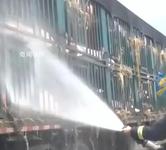 白豬中暑變粉豬119及時解救 成功保住了這群價值七八十萬元的豬