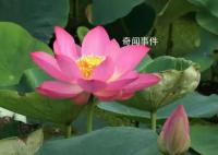 圓明園幸存的古蓮開花了 為什么還能保持生命活力