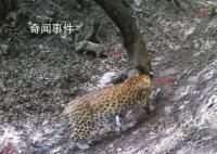 山西孝義拍到三只金錢豹同框 是孝義市第一次拍攝到野生華北豹成群活動