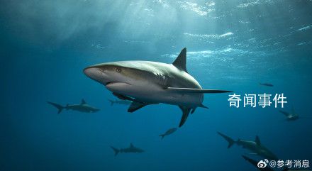 美國毒販海岸扔毒品或致鯊魚上癮 鯊魚可能正在吸食被遺棄在海中的可卡因