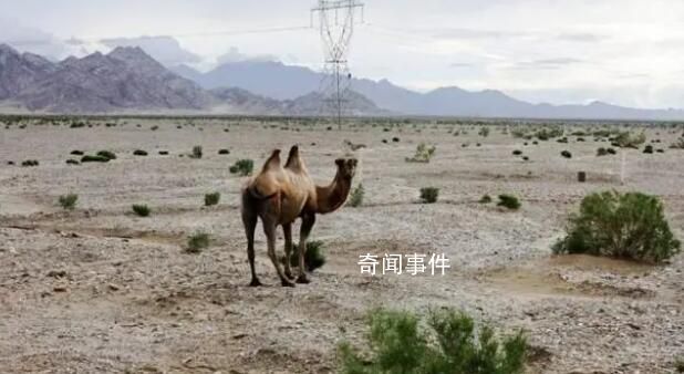 車隊未經批準穿越保護區 3死1失蹤
