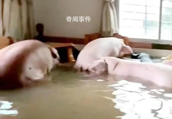 住戶一樓被水淹 竟還沖來8只肥豬