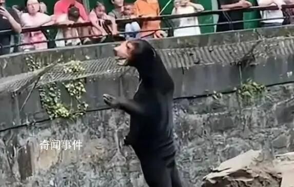 黑熊是人扮的?杭州動物園回應