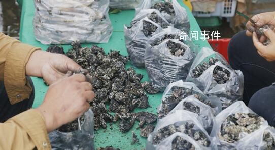 只有云南人才會給菌子過節 第十九屆中國·云南野生食用菌交易會開幕