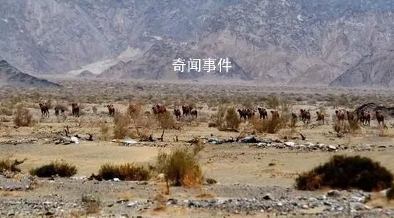 人民網評羅布泊4人遇難:誰組織的