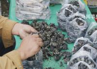 只有云南人才會給菌子過節(jié) 第十九屆中國·云南野生食用菌交易會開幕