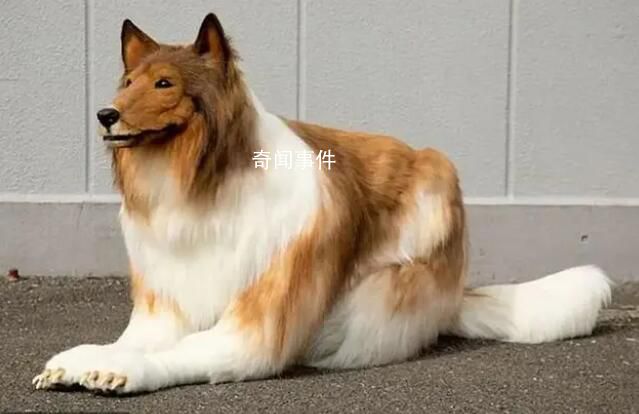 日本男子扮成狗去公園交狗朋友 背后真相震驚世界