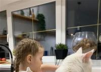 俄羅斯一只貓和4歲兒童一樣高 體重超過25斤