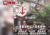 泉州百年老榕樹被連根拔起 狂風驟雨給泉州帶來嚴重影響