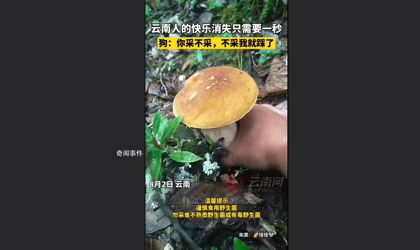 男子采菌子被截胡 狗:你不采我踩了