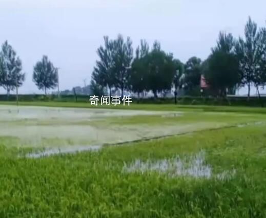 五常稻田被淹米農憂心水稻受影響 ??有些稻田已經完全被水覆蓋