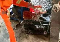 巨蟒闖入狗舍生吞一只30斤狗 背后真相令人震驚