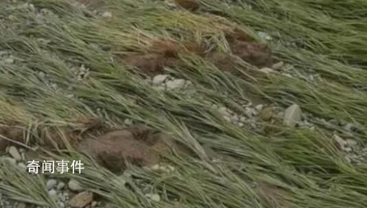 暴雨后五常大米價格或上漲 供應充足價格穩(wěn)定