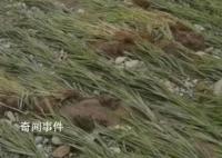 暴雨后五常大米價格或上漲 供應充足價格穩定