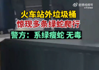 昆明車站外多條綠蛇在垃圾箱上爬行 具體的情況正在落實(shí)中，