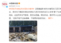 被洪水淹死的幾百只羊有了歸宿 被送往保定市徐水無害化處理中心處理