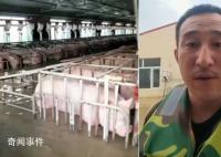 養(yǎng)豬場(chǎng)5000頭豬被洪水圍困 豬場(chǎng)水深七八十公分左右