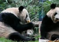 丫丫吃窩頭貼秋膘 身邊堆滿竹子