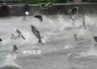 云南省地震局回應滇池魚躍現象 魚群聚集缺氧而出現魚躍現象