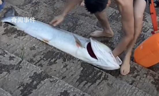 男子游泳時(shí)徒手抓到1米多大魚(yú) 這條魚(yú)重52斤