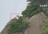游客拍到珍稀云豹?專家:是大橘貓