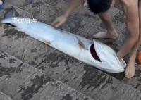 男子游泳時徒手抓到1米多大魚 這條魚重52斤