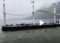 昆明回應滇池魚群死亡:搶水致缺氧