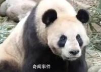 大熊貓呈現扁平化發展趨勢 影響了大熊貓自身的生存