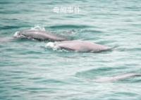 歡迎“打卡”長江蝶變