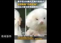 男子花150美元買狗結(jié)果是巴西老鼠 接種疫苗時(shí)獸醫(yī)發(fā)現(xiàn)根本不是狗