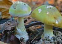 女子請分居丈夫家人吃飯3死1傷 引發(fā)了網(wǎng)友的熱議和調(diào)侃