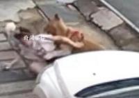 金毛撲倒女子事件雙方已和解 事情已經協商解決